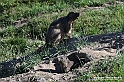 VBS_1 -  Plateau du Mont-Cenise, Grand Croix, Marmotte_-_0061 mt